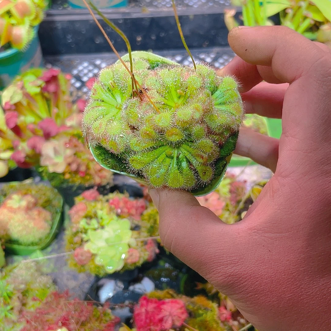 完全开放狄尔斯茅膏菜