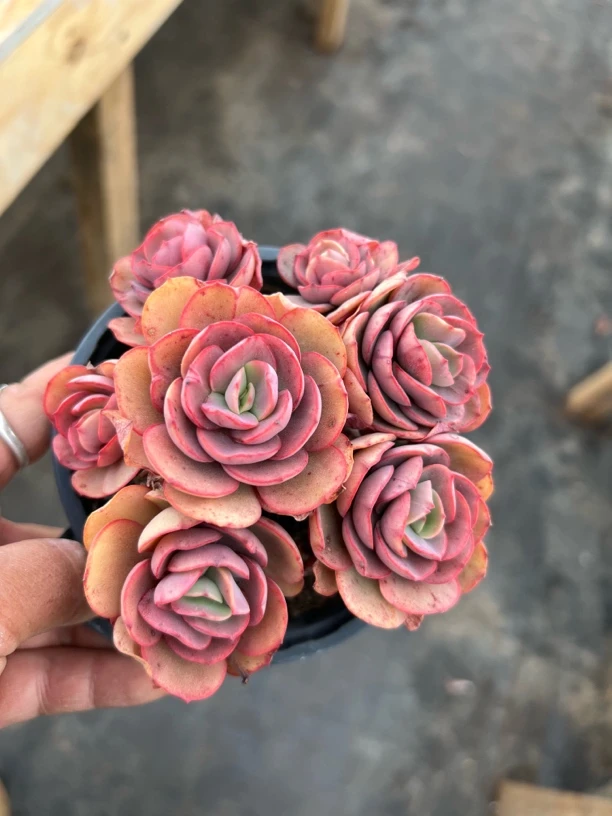 多头小叶秀妍多肉植物  全场满18.8包邮，偏远地区满128包邮