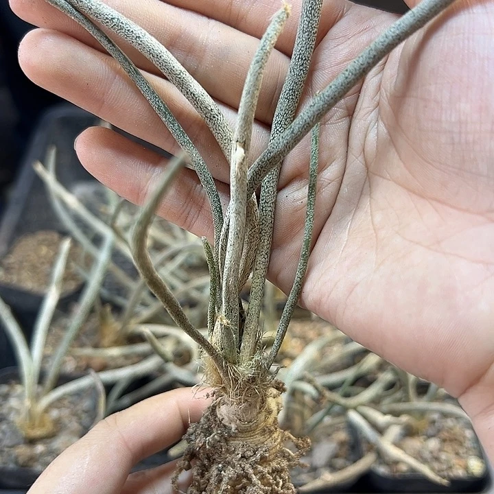 实生美杜莎肚子2公分1颗