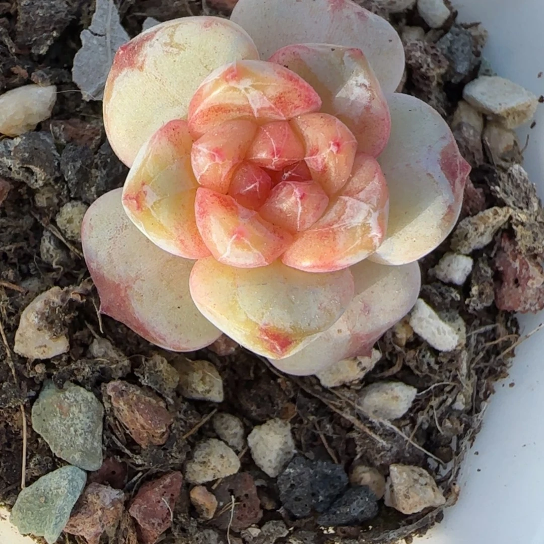 小卡拉米糖心一物一拍