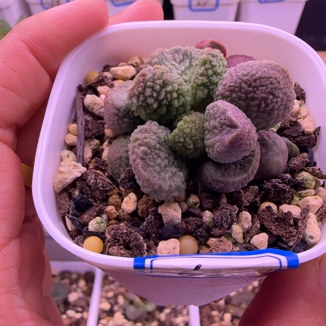 专拍水泡，一物一拍