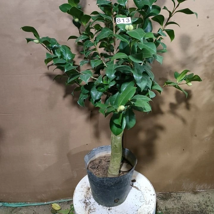 813花蝴蝶，原盆原土发货，不包邮