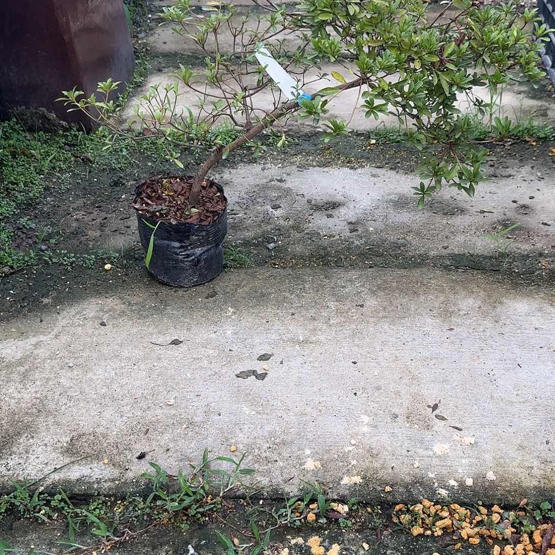 无花朵高月杜鹃下卷