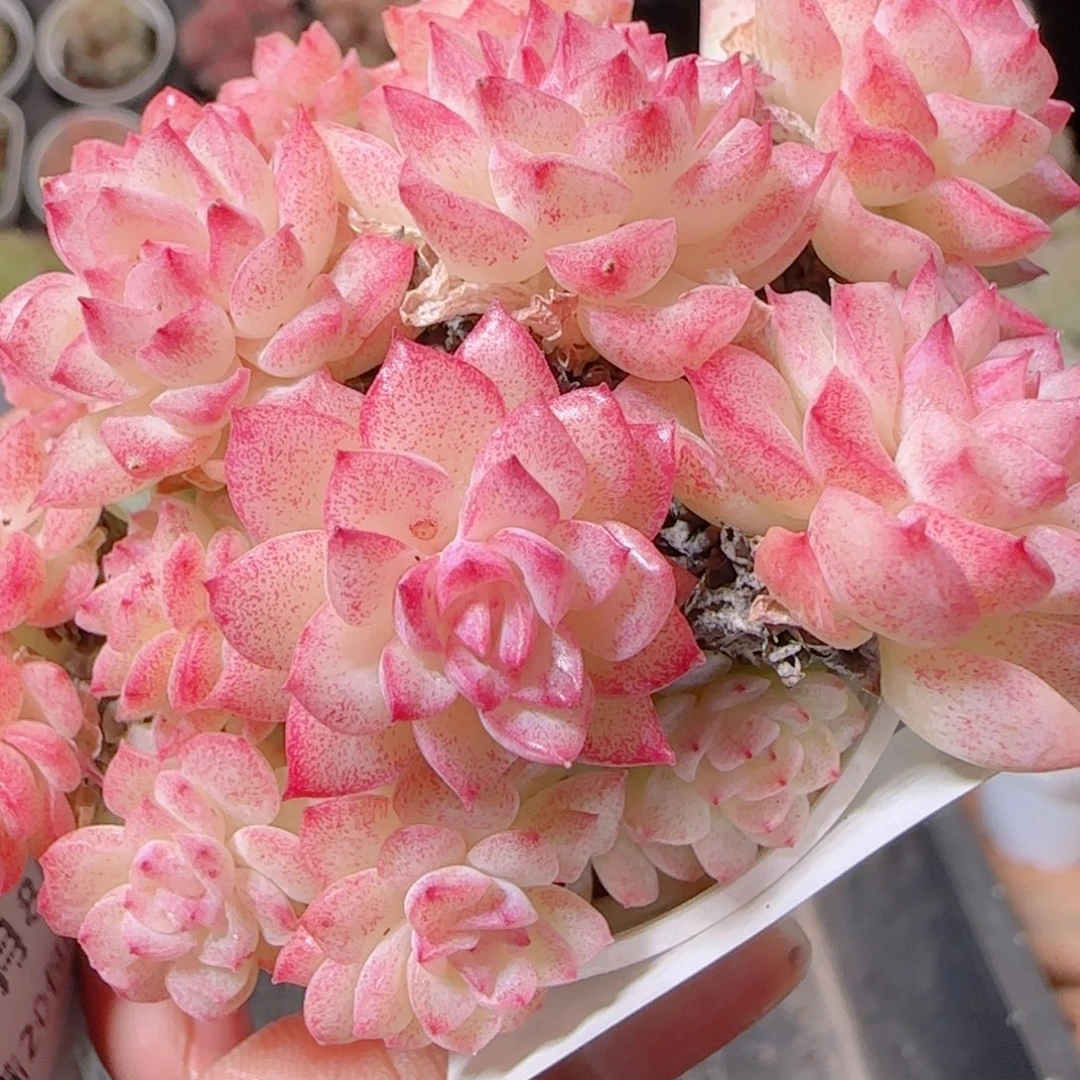 花语多肉1208-241散