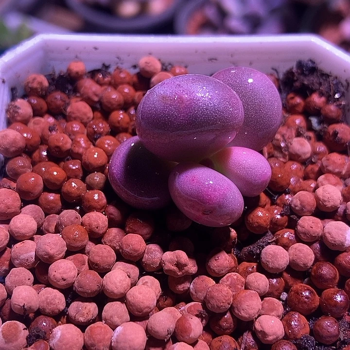 奶酪锦基因多肉植物