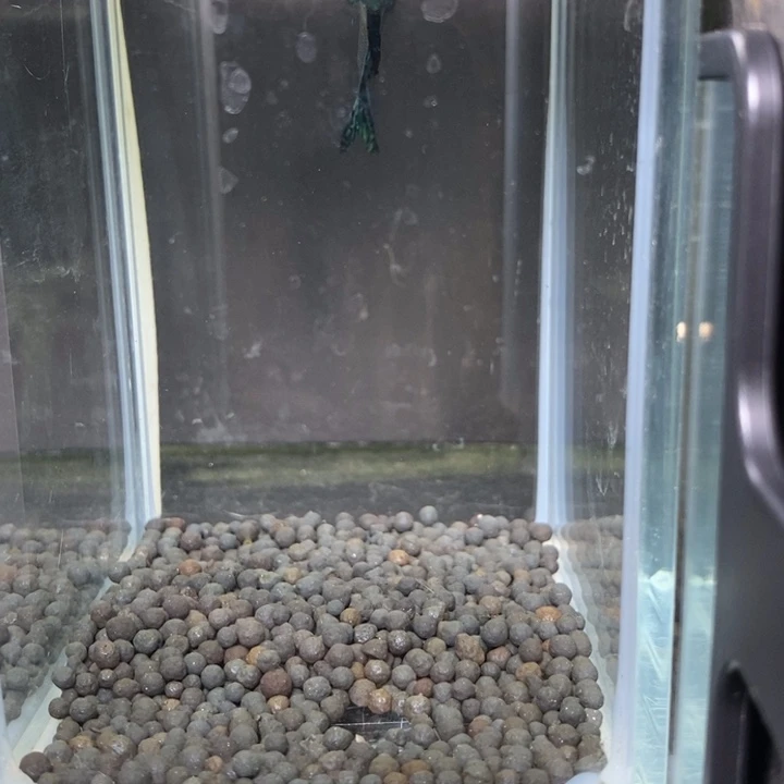 斗鱼泰国斗鱼507号