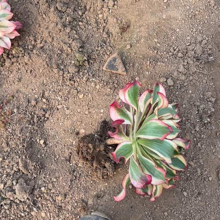 多肉植物魅影不售后
