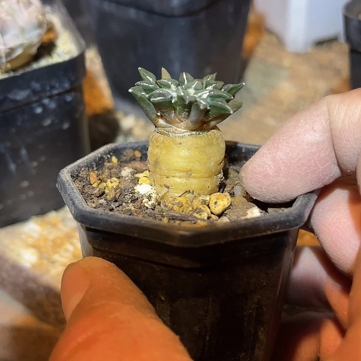 满38包邮2天凑单，脱土晾根发货多肉植物实生黑牡丹