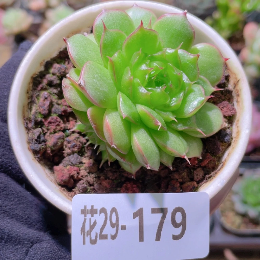 花利美29-179海王