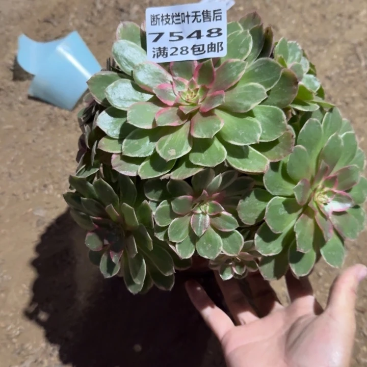 7548二号棚莲花座A