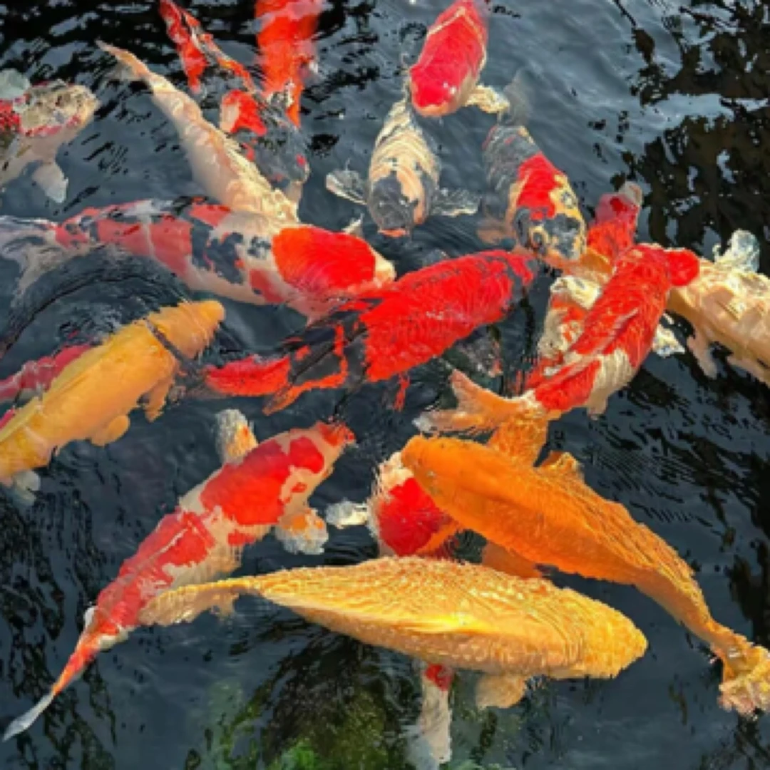 德系锦鲤12-16公分 7尾  温顺好养混搭发货 全国包邮包损