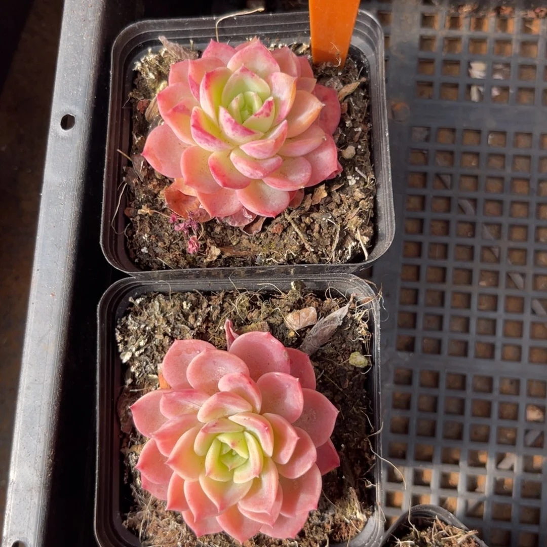 云尘多肉一物一拍1178