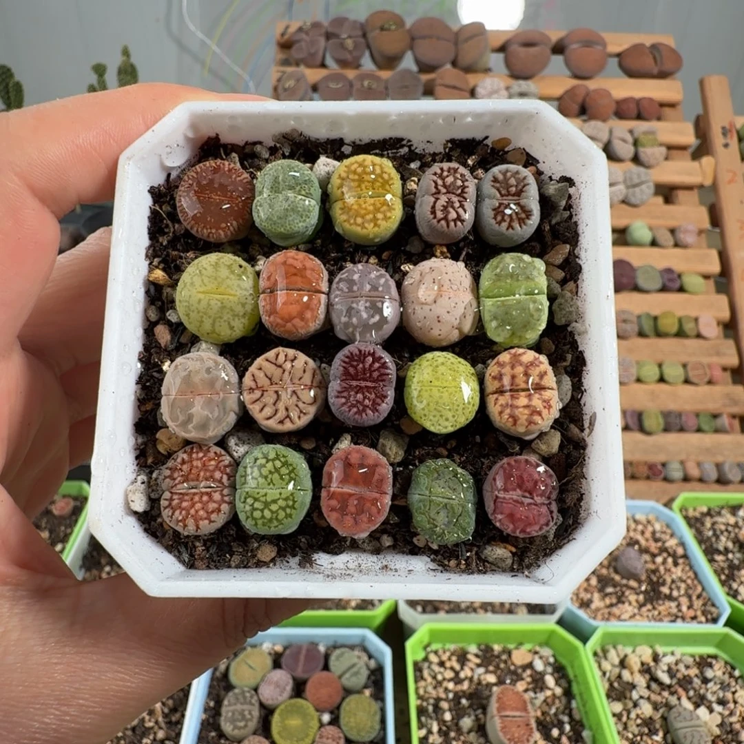 特价彩拼带盆土。