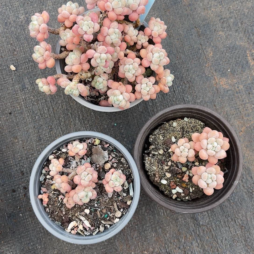 云尘多肉一物一拍1398