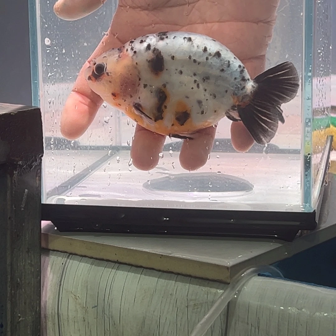 金鱼558756588568756687866