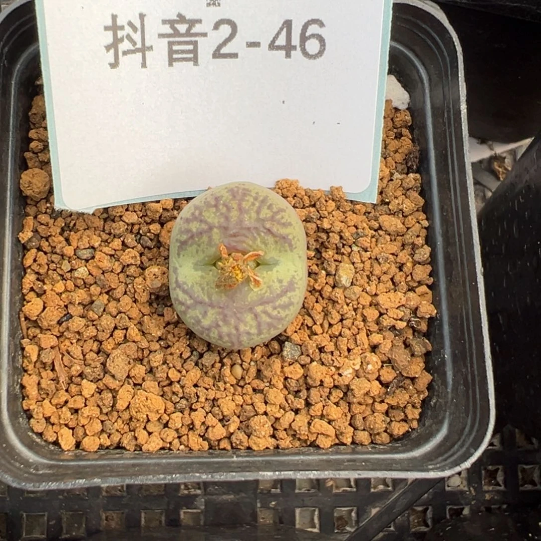 2-46吕杂多肉植物