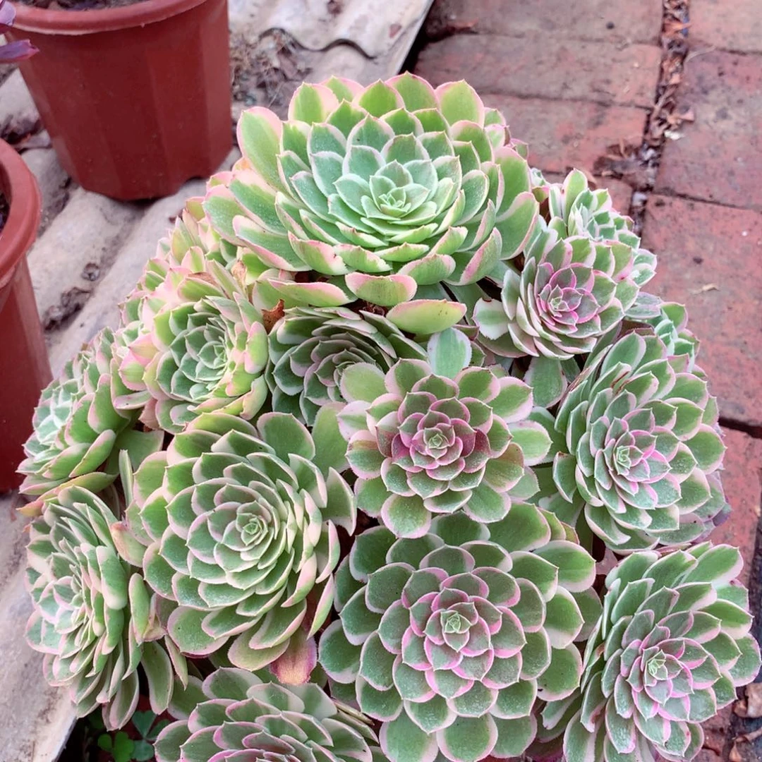 孔雀翎,多肉植物的