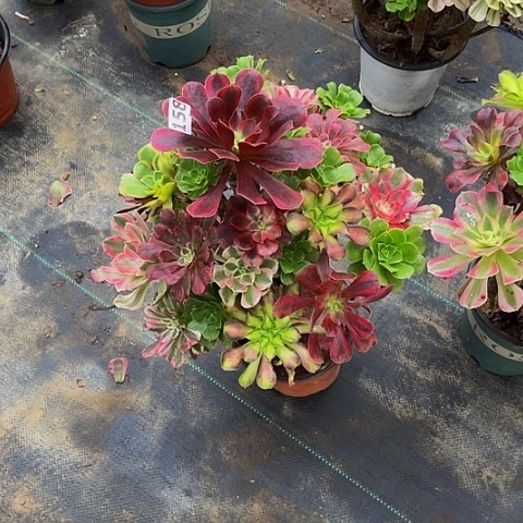 0***5法师嫁接的时候就会有158