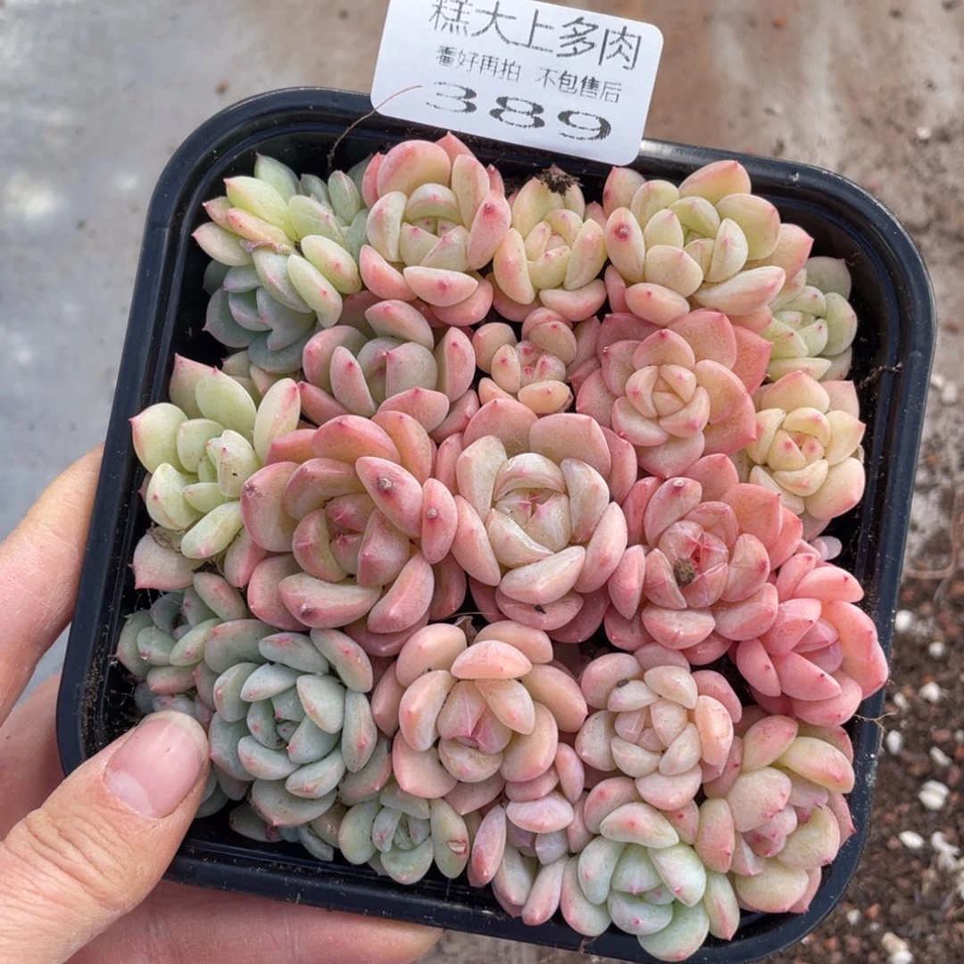 糕大上多肉植物389