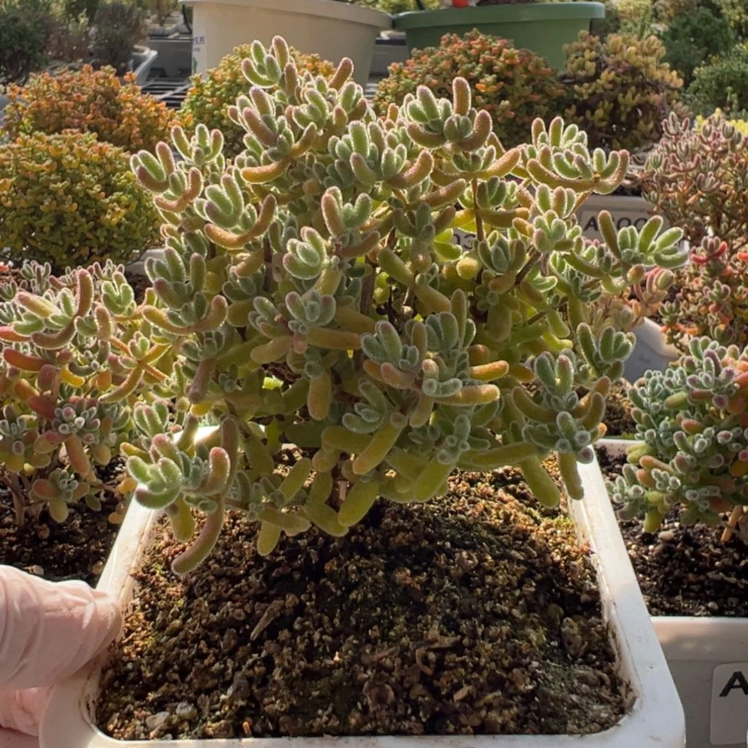 铃***铛A058黄冰枝干一物一拍