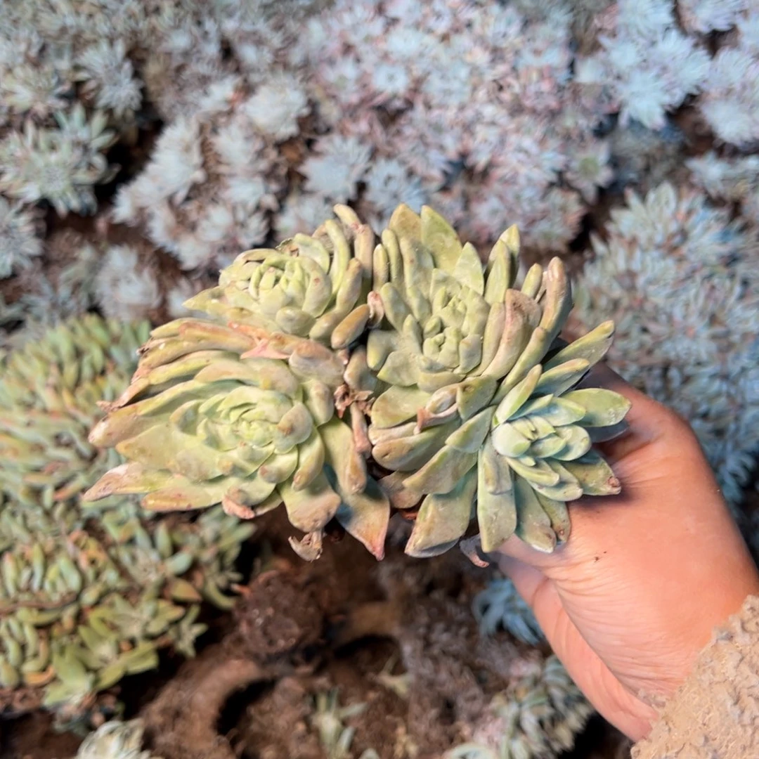 3241 今晚瑕疵无售后