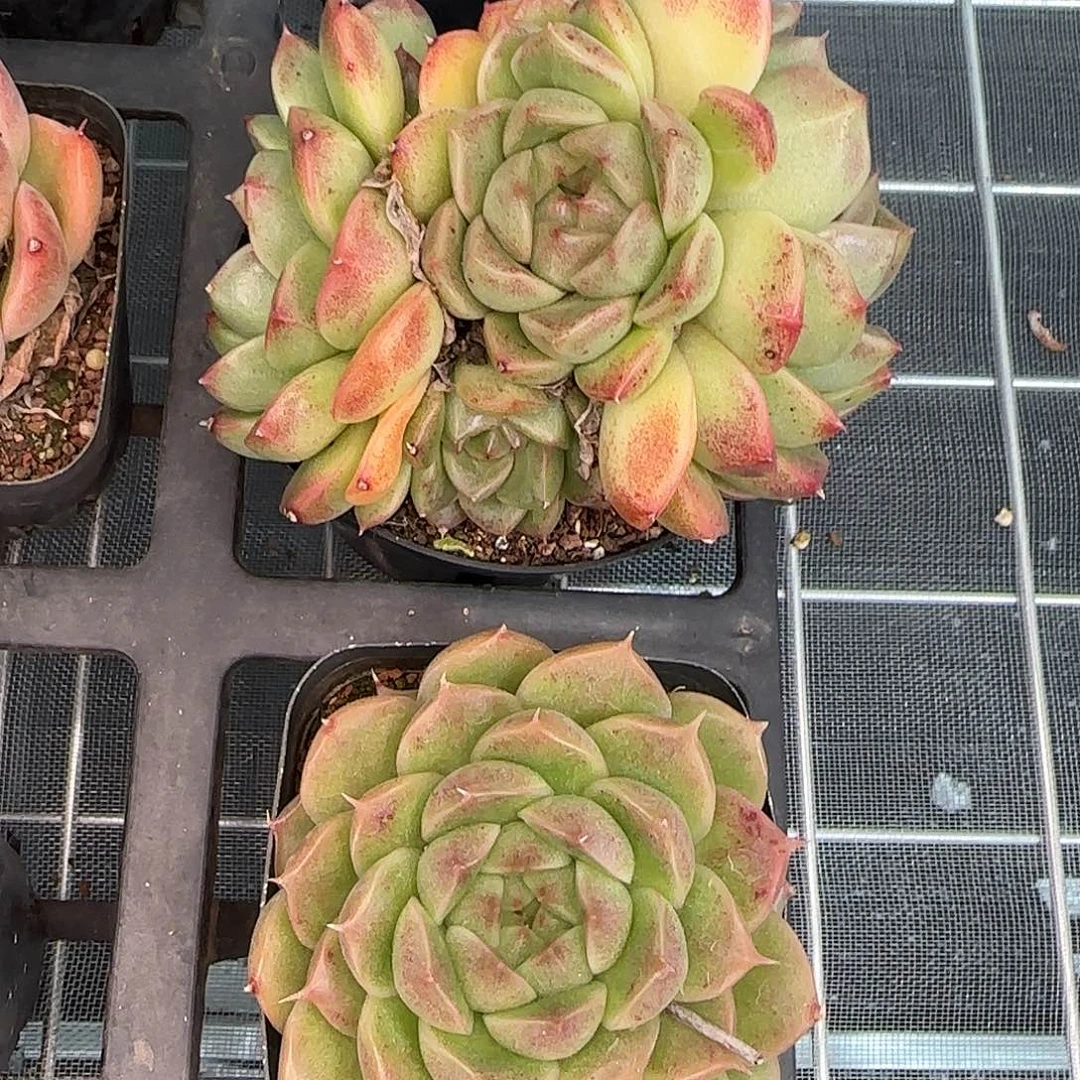 从前慢花园精选海王珍妮