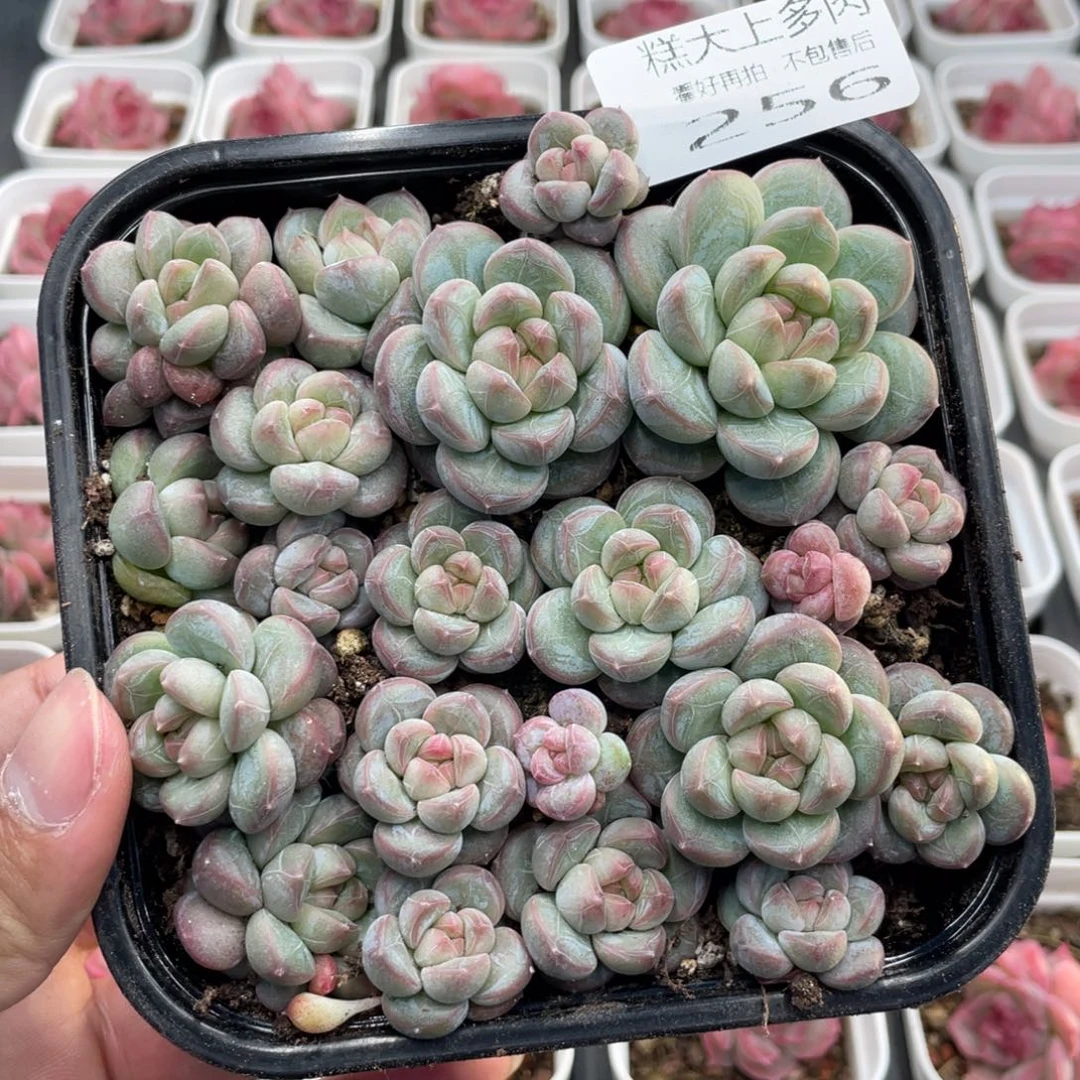 云糖心多肉植物256