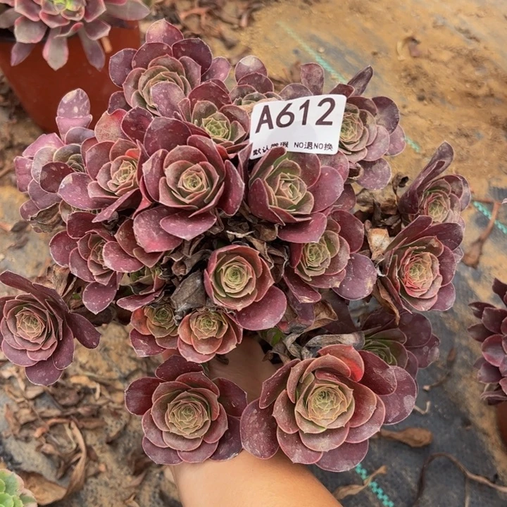 魅金多肉植物612.