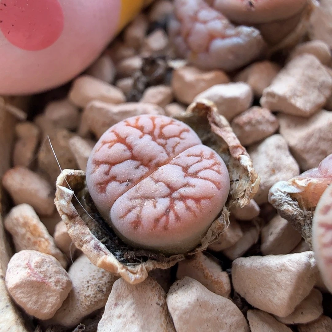 1.17.117/1.5年哈莫种源189/多肉