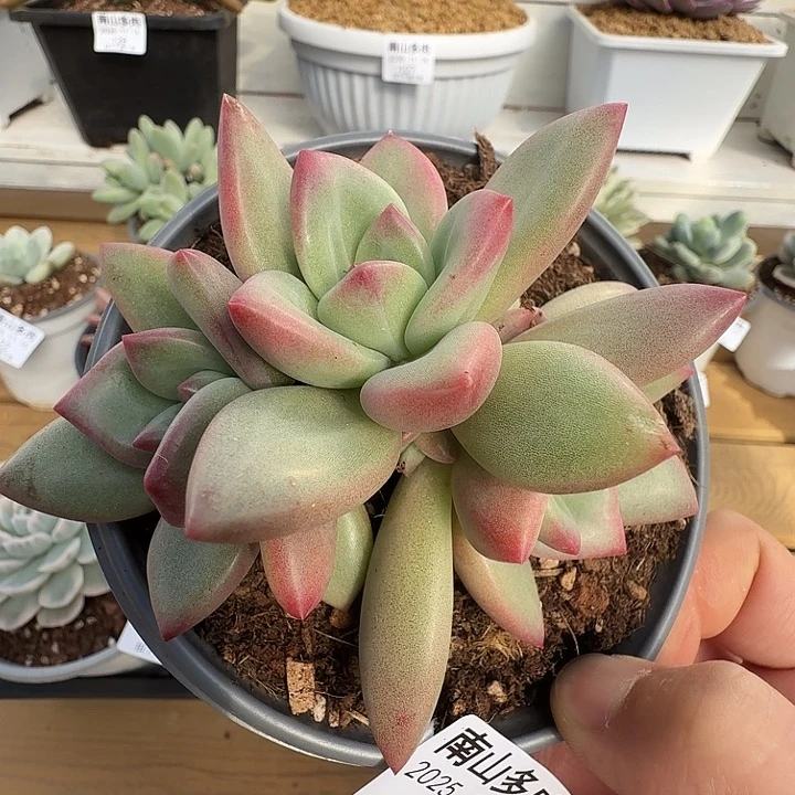 赫本路丝1111115-99