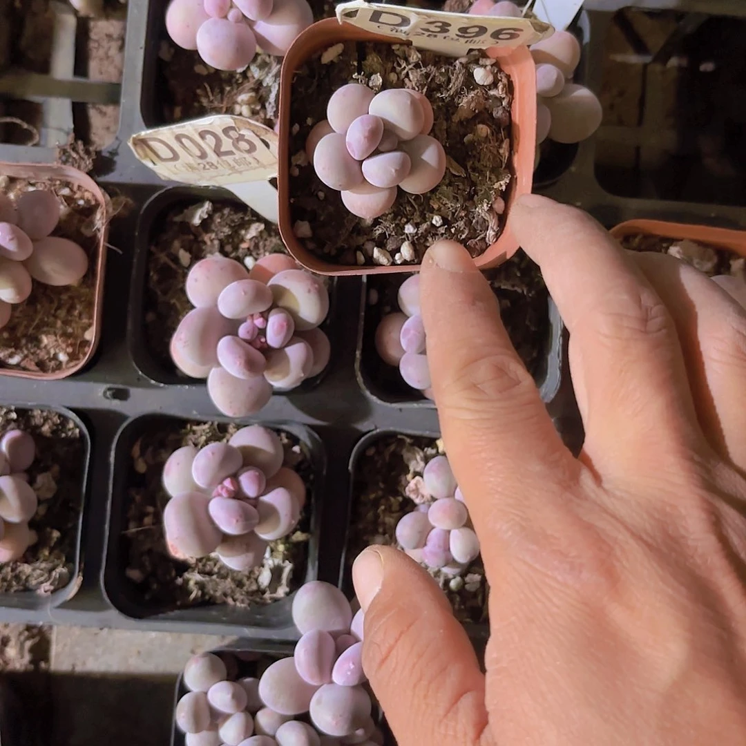 海*耶D296奶酪一物一拍多肉