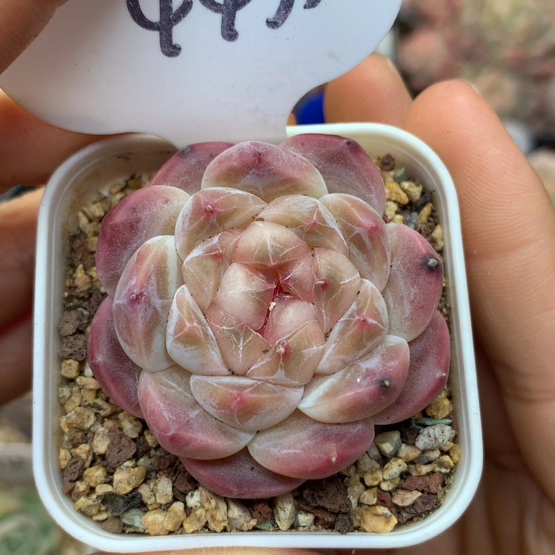 粉透心冰魄单头4433