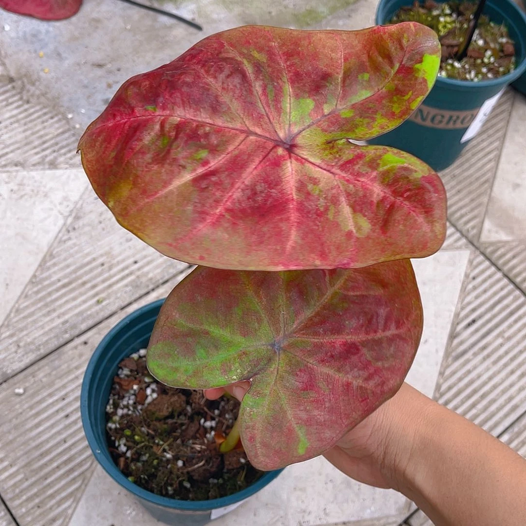 完全开放泰彩一物一拍863