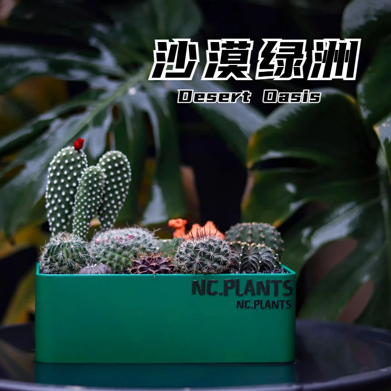 【NC.PLANTS沙漠绿洲】10种沙生植物 | 新品浮力 | 带盆成品