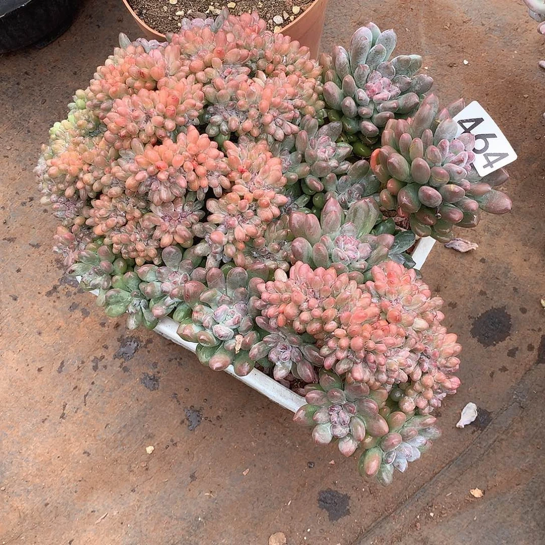 464 一物一拍多肉