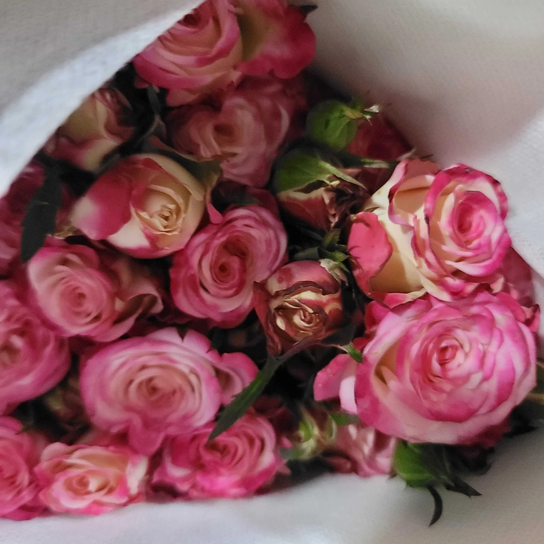 多头玫瑰折射或苏菲宝贝一把8 枝加2枝防损