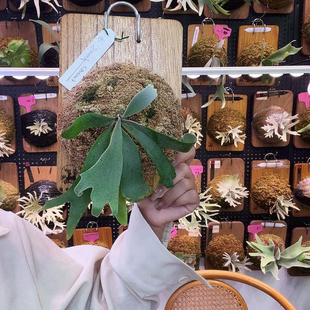 Pn蓝色小精灵 孢子苗