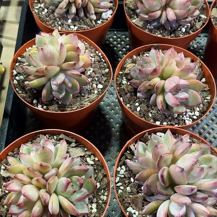 精品大夜魔侠多肉植物