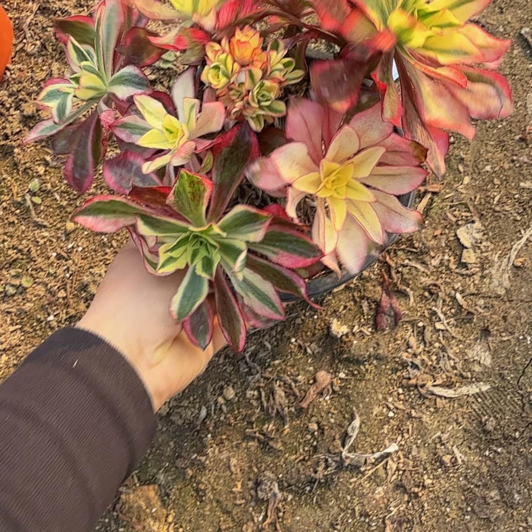 153魅影。多肉植物