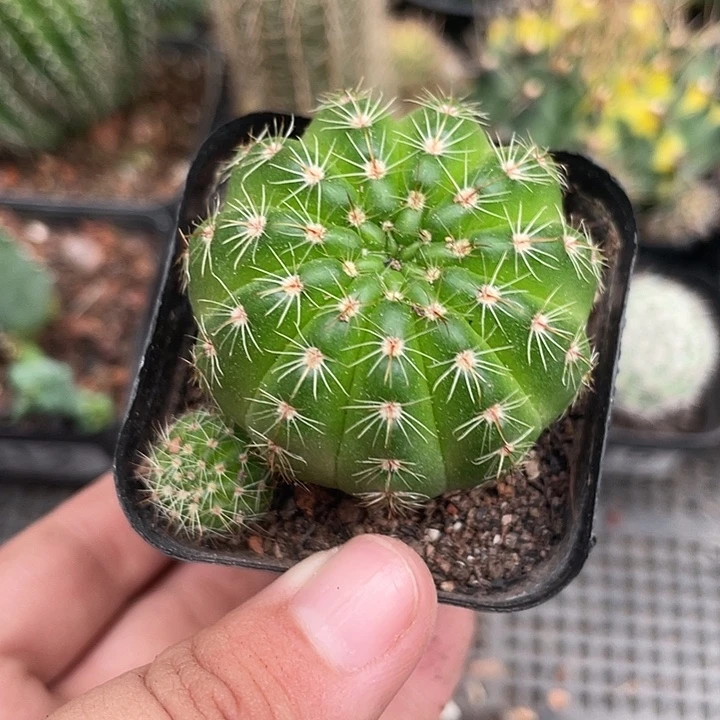 518仙人球开花植物