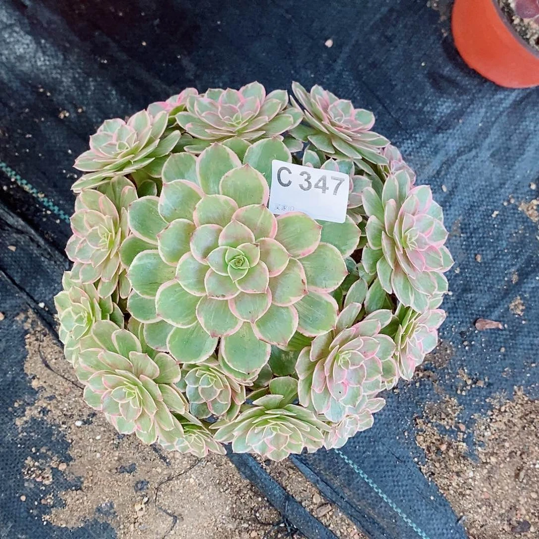 莲花座347多肉11111