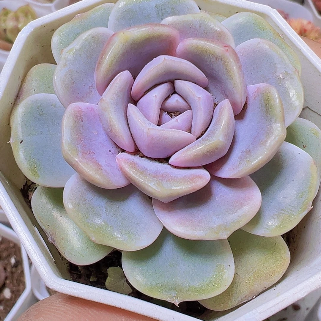 汉堡19包邮多肉植物