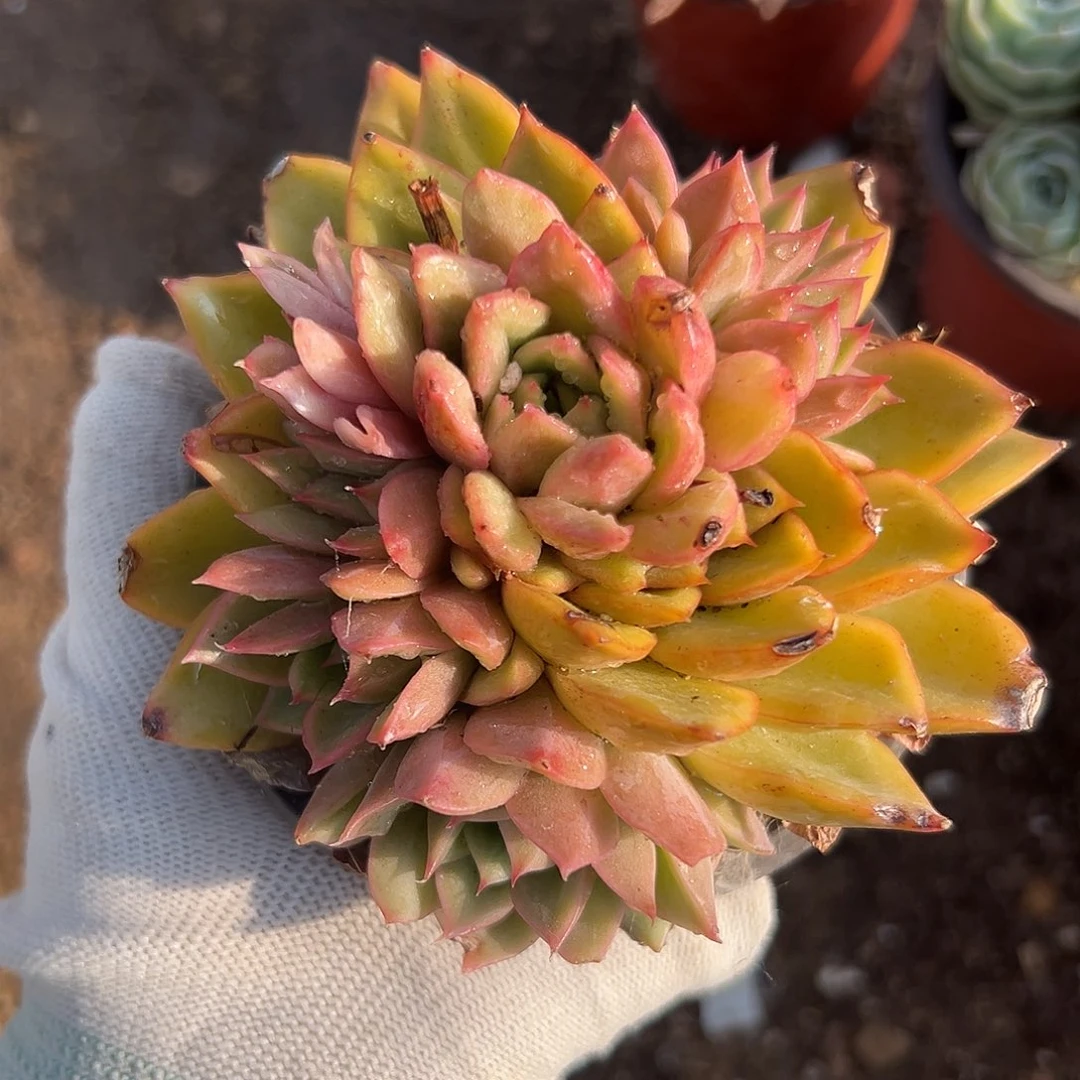 多摸摸哦哦呃呃呃呃呃呃呃