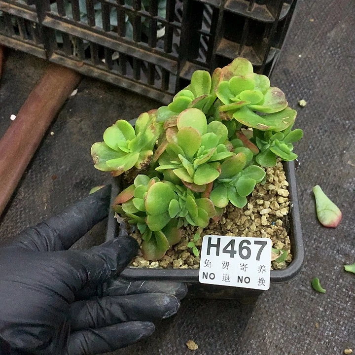 红梅缀化 非偏远38包邮 节后发