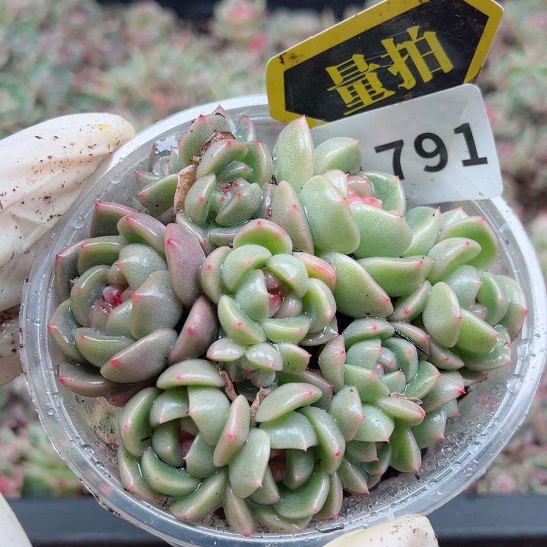 多肉植物多肉植物