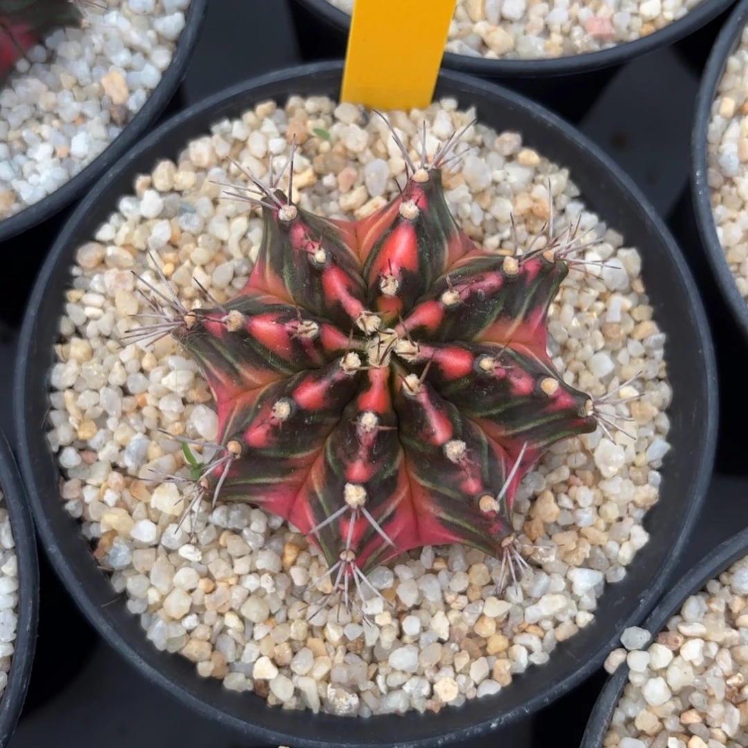 L574-0103泰国发货 杜鹃