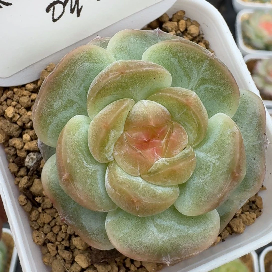 0615-051-荷包蛋单头