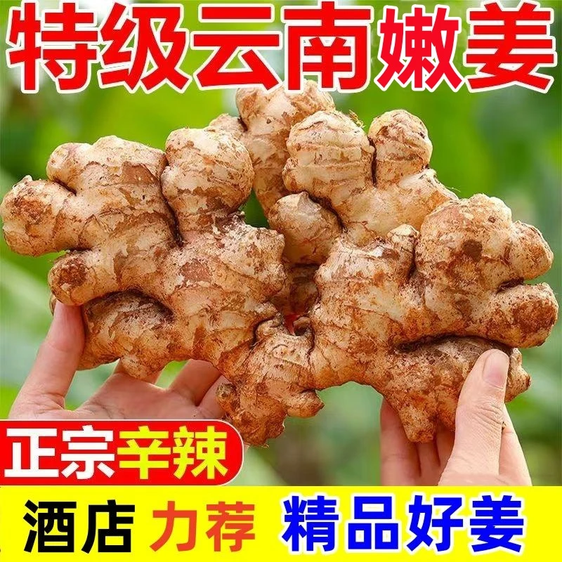 【产地直发】正宗云南小黄姜生姜自家种植当季新鲜嫩姜老姜辛辣十足