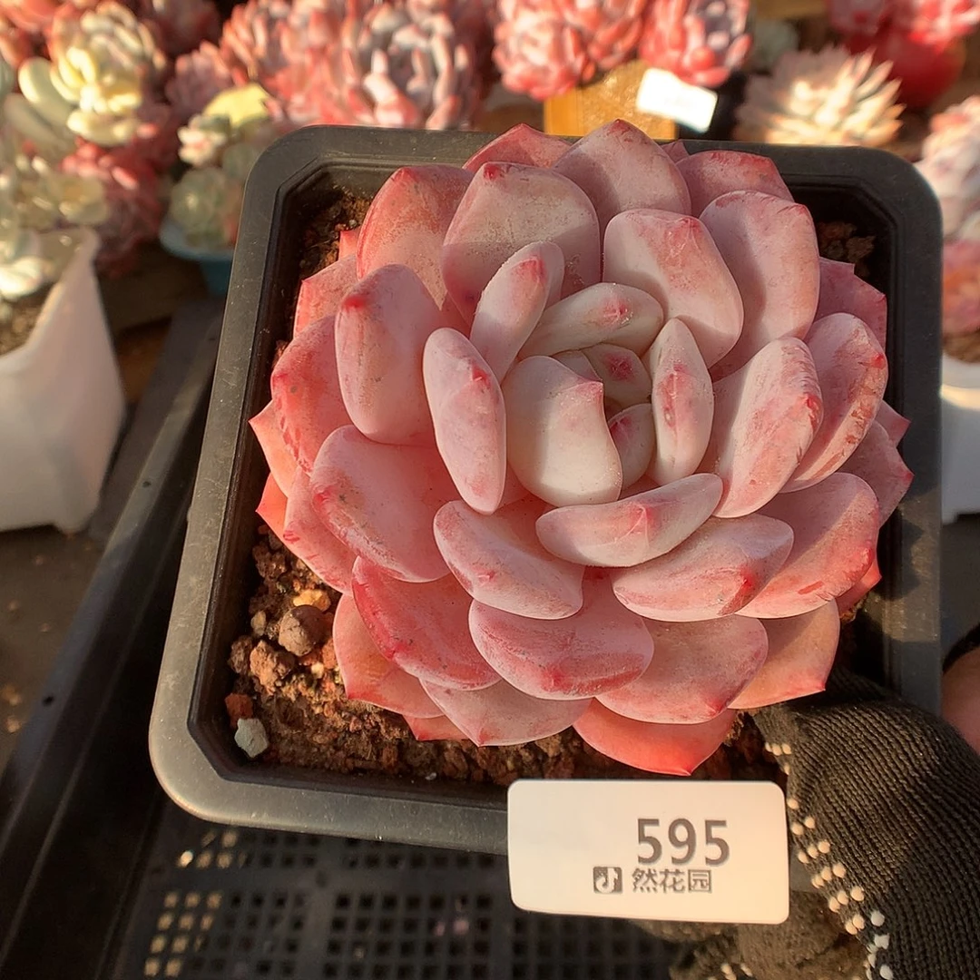 595星橙多肉植物666666
