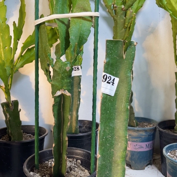 当前无花栽培后可以开花924